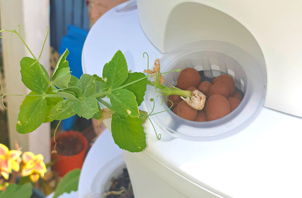 How To Use Hydroponic Clay Balls To Grow Plants In Your Airgarden