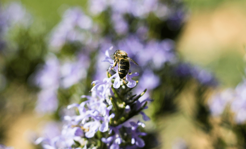 How to Attract More Bees to your Airgarden