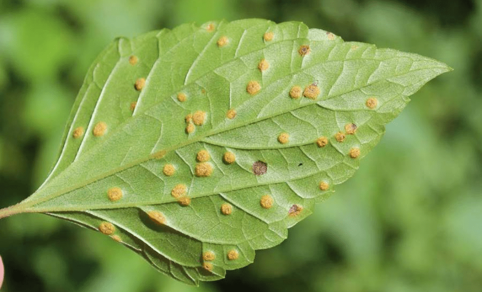 Common Leaf Diseases and How To Get Rid Of Them
