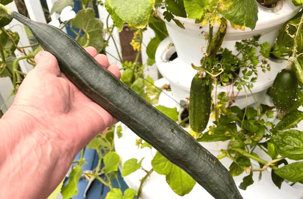 What Can You Grow With Aeroponics?