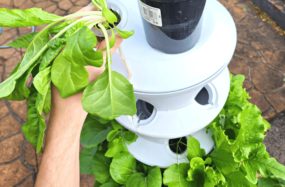 What to do when your Airgarden seedlings arrive