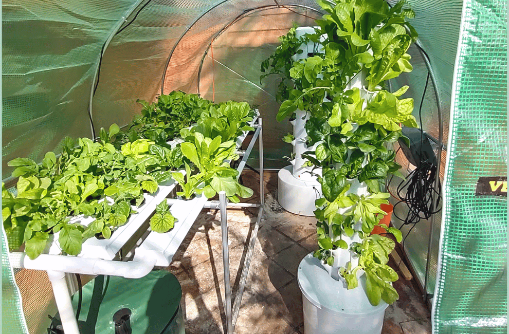 Aeroponics vs Hydroponics - Learning the Difference
