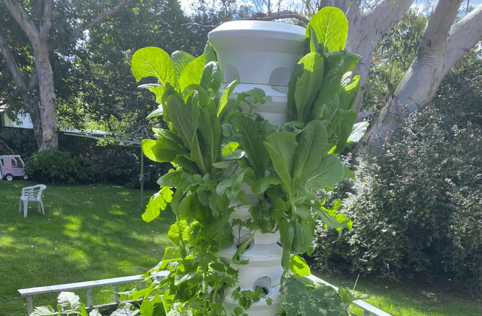 The Ultimate Guide to Aeroponics For Beginners