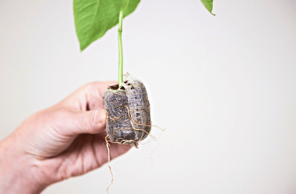 How to finish growing coco-coir seedlings