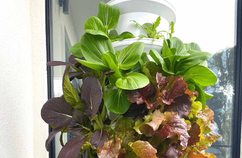 Growing Rates in Australia of Produce Grown In The Airgarden
