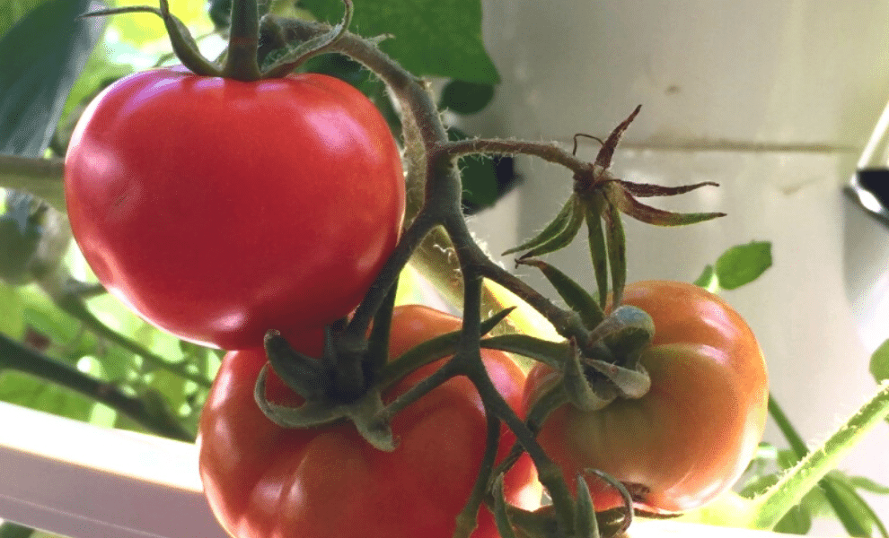 Tips for successfully growing tomatoes in the Airgarden
