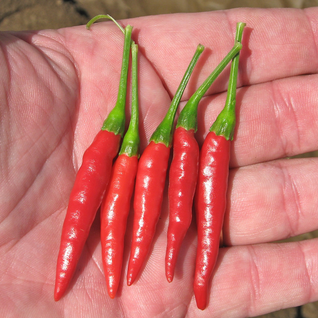 Birdseye Chilli (Hot)