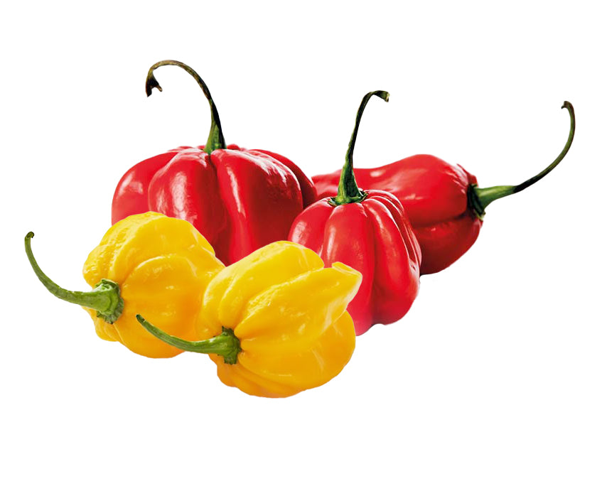 Habanero Chilli (Yellow)