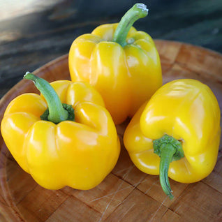 Capsicum (Green to Yellow) Seedlings