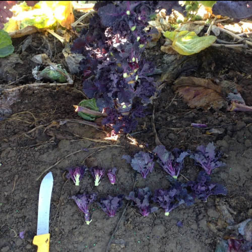 Kale Sprout Seedlings (Red)