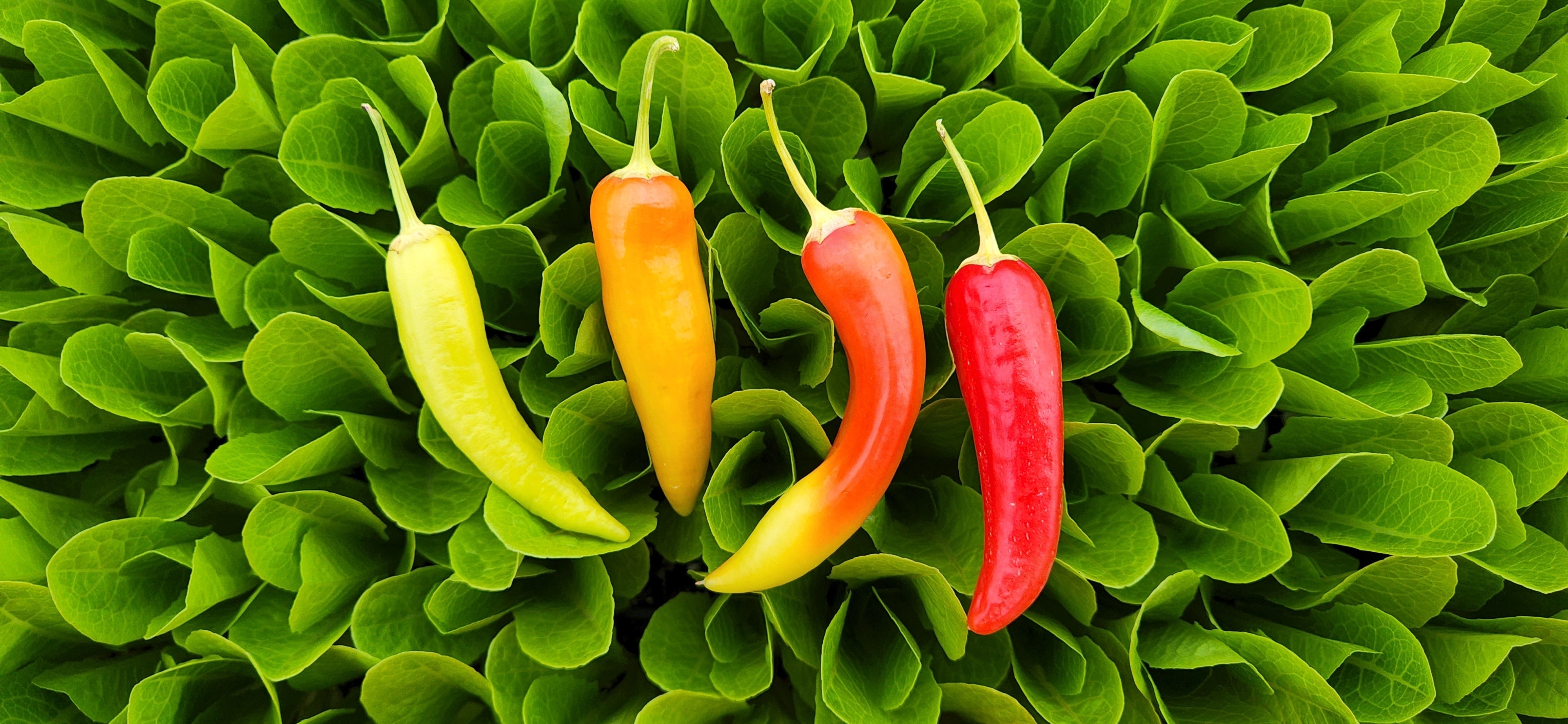 Red Bullhorn (Hot) Seedlings