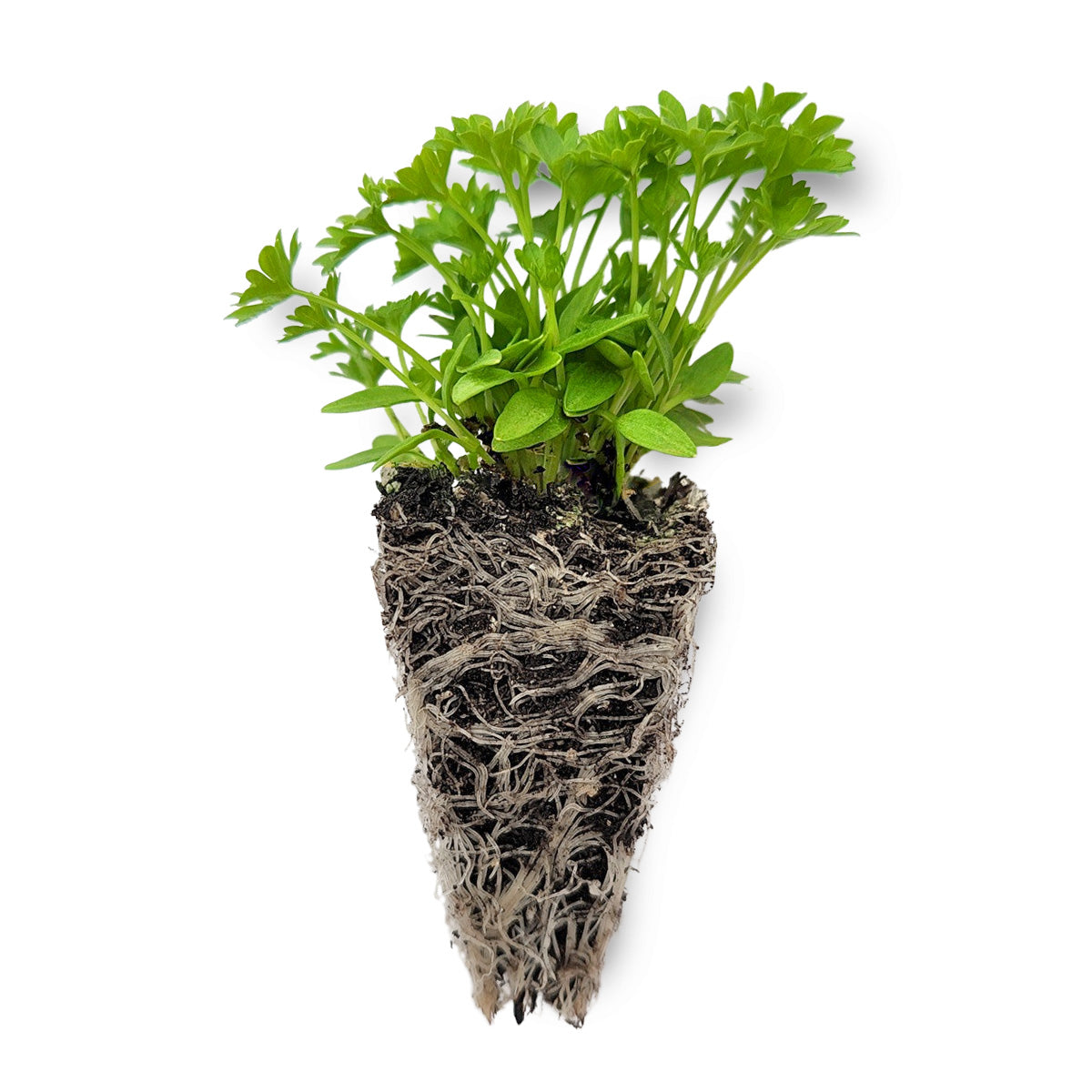 Parsley Seedlings