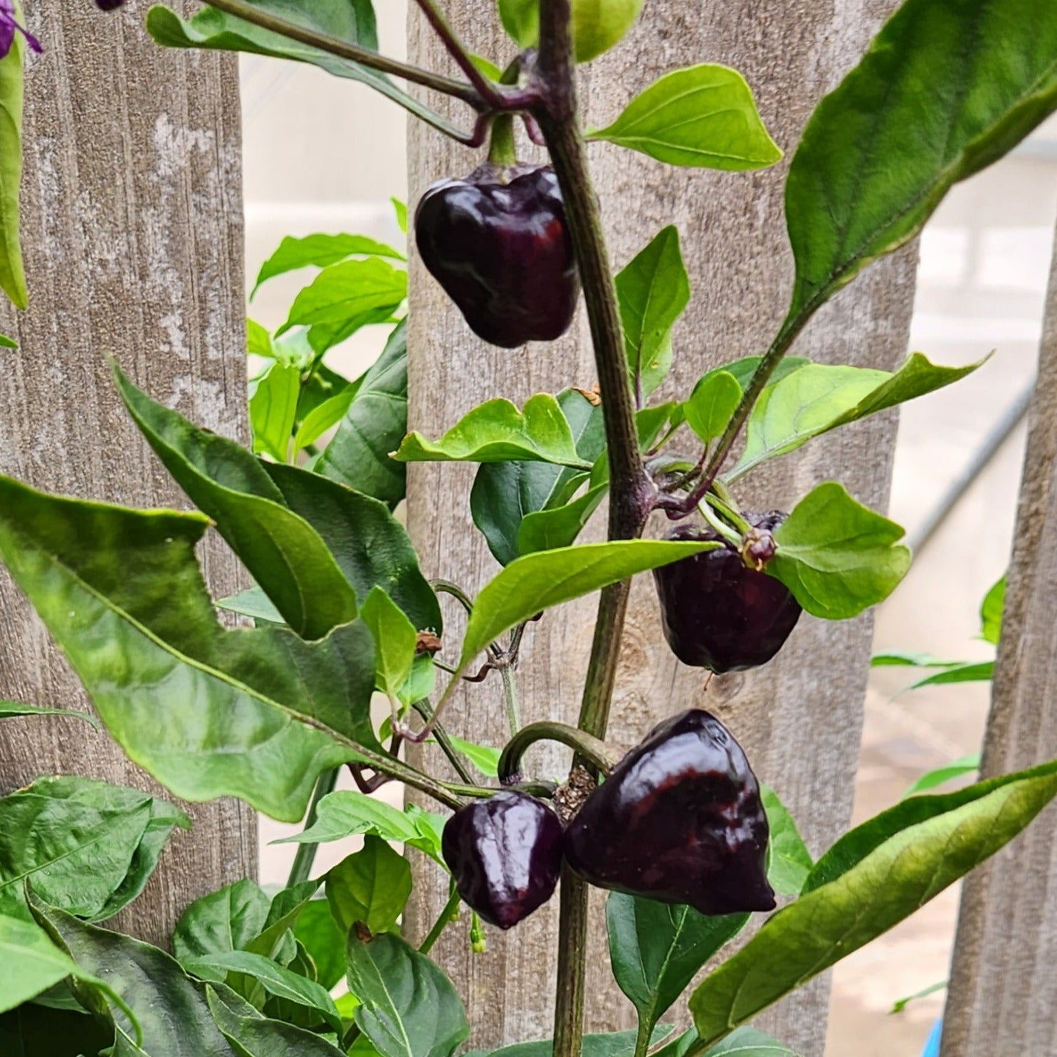 Purple UFO Chilli Seedlings