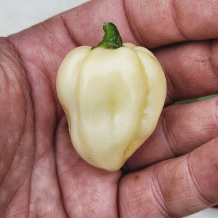 White Ghost Chilli Seedlings