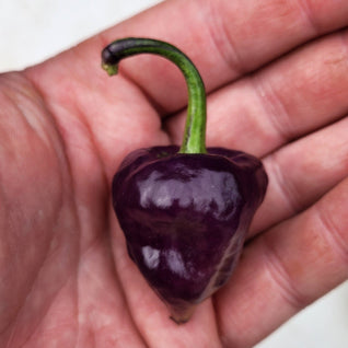 Purple UFO Chilli Seedlings