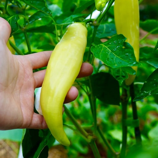 Banana Capsicum (Sweet) Seedlings