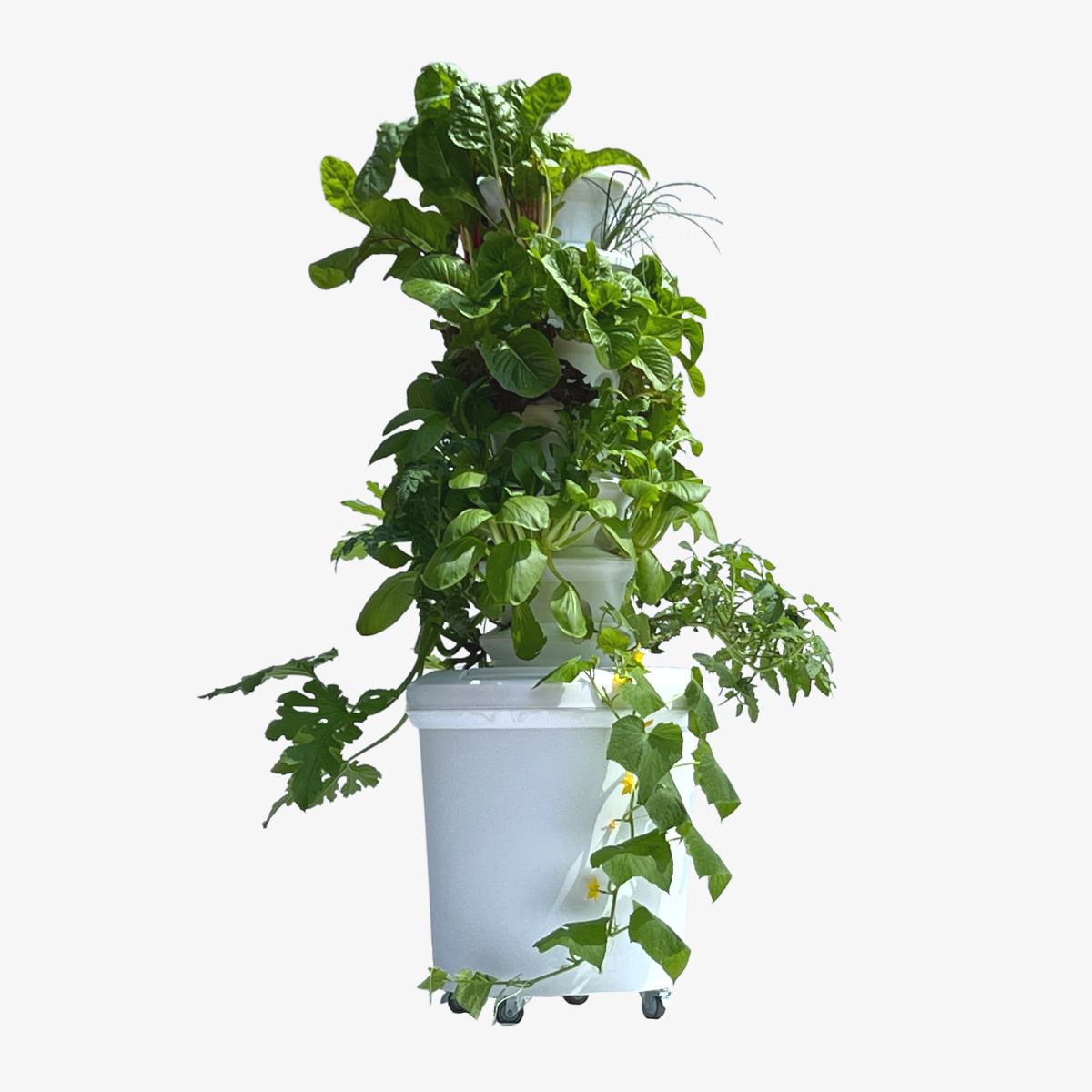 School Airgarden + Curriculum