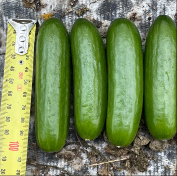 Cucumber (Mini Fingers) Seedlings