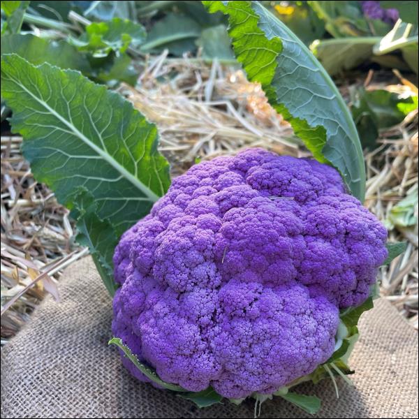 Purple Cauliflower Seedlings