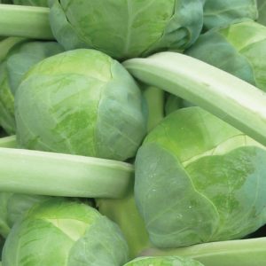 Brussels Sprout Seedlings