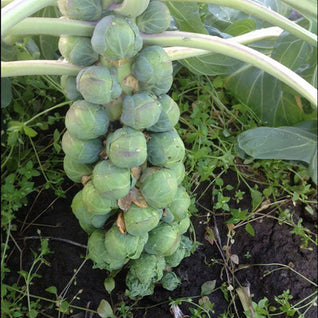 Brussels Sprout Seedlings