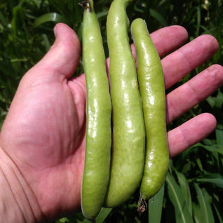 Broad Bean Seedlings