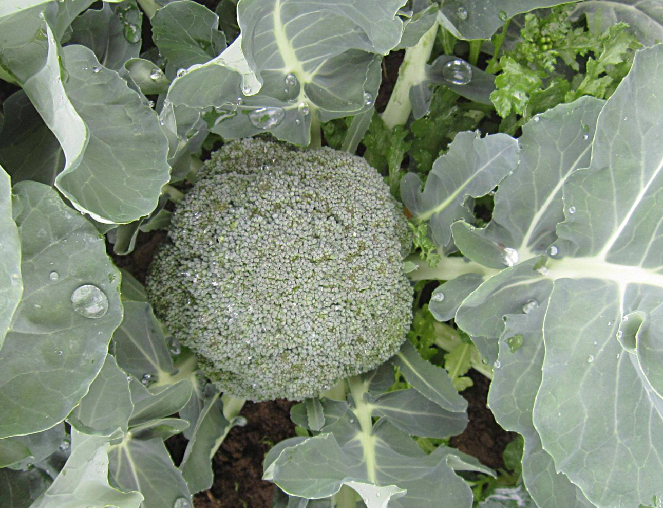 Broccoli Seedlings