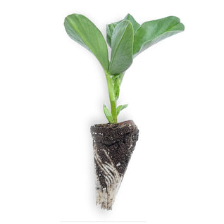 Broad Bean Seedlings