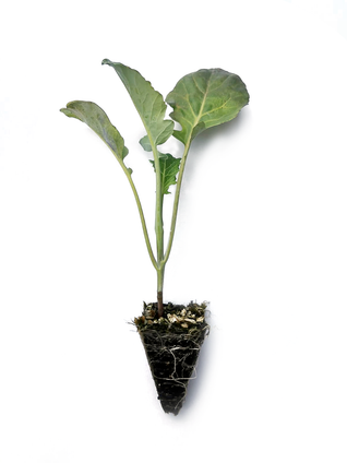 Broccoli Seedlings