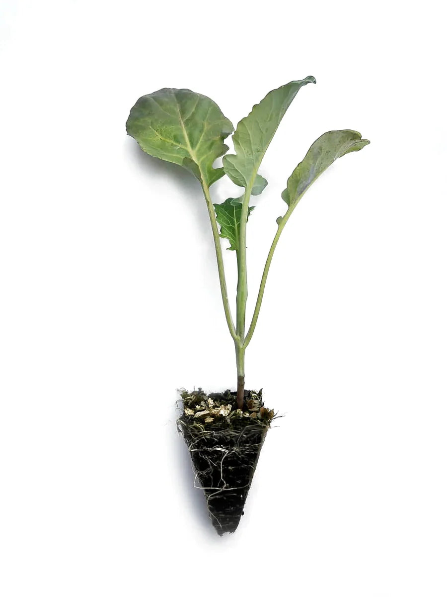 Purple Bunching Broccoli Seedlings