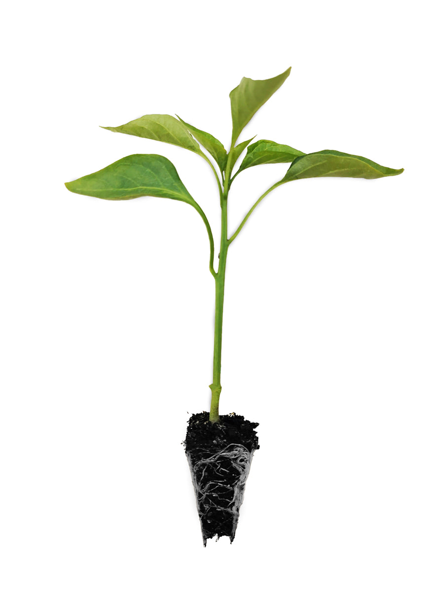 Banana Capsicum (Sweet) Seedlings