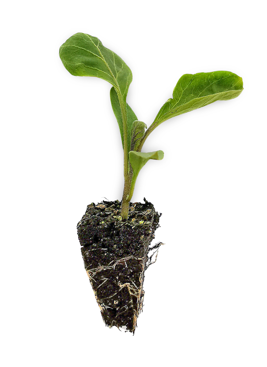 Eggplant Seedlings