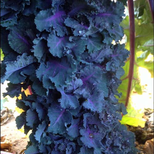 Kale Sprout Seedlings (Red)