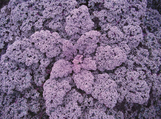 Red Kale Seedlings