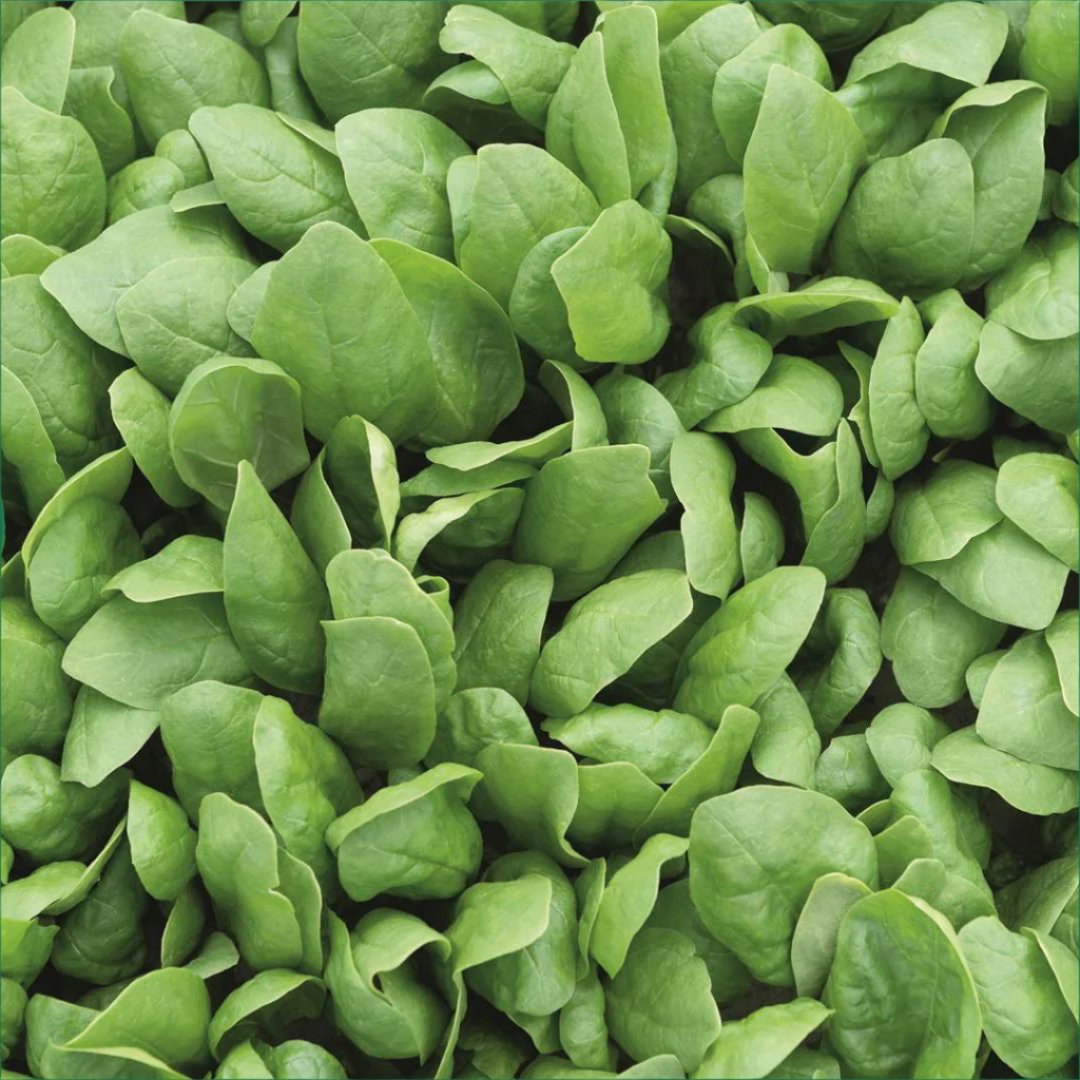 Spinach Seedlings