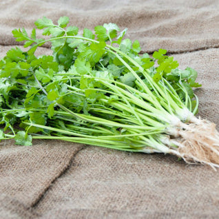 Coriander