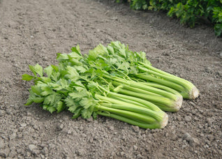 Celery