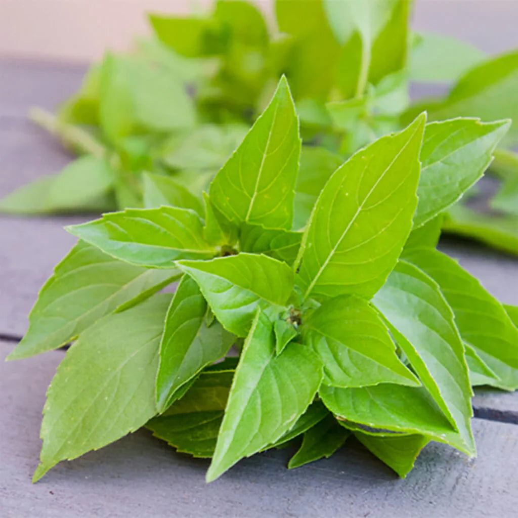 Lemon Basil Seedlings