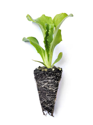 Iceberg Lettuce Seedlings