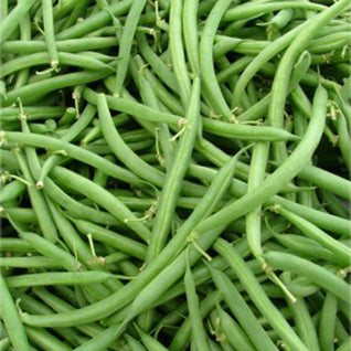 String Bean Seedlings