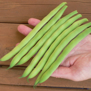 String Bean Seedlings