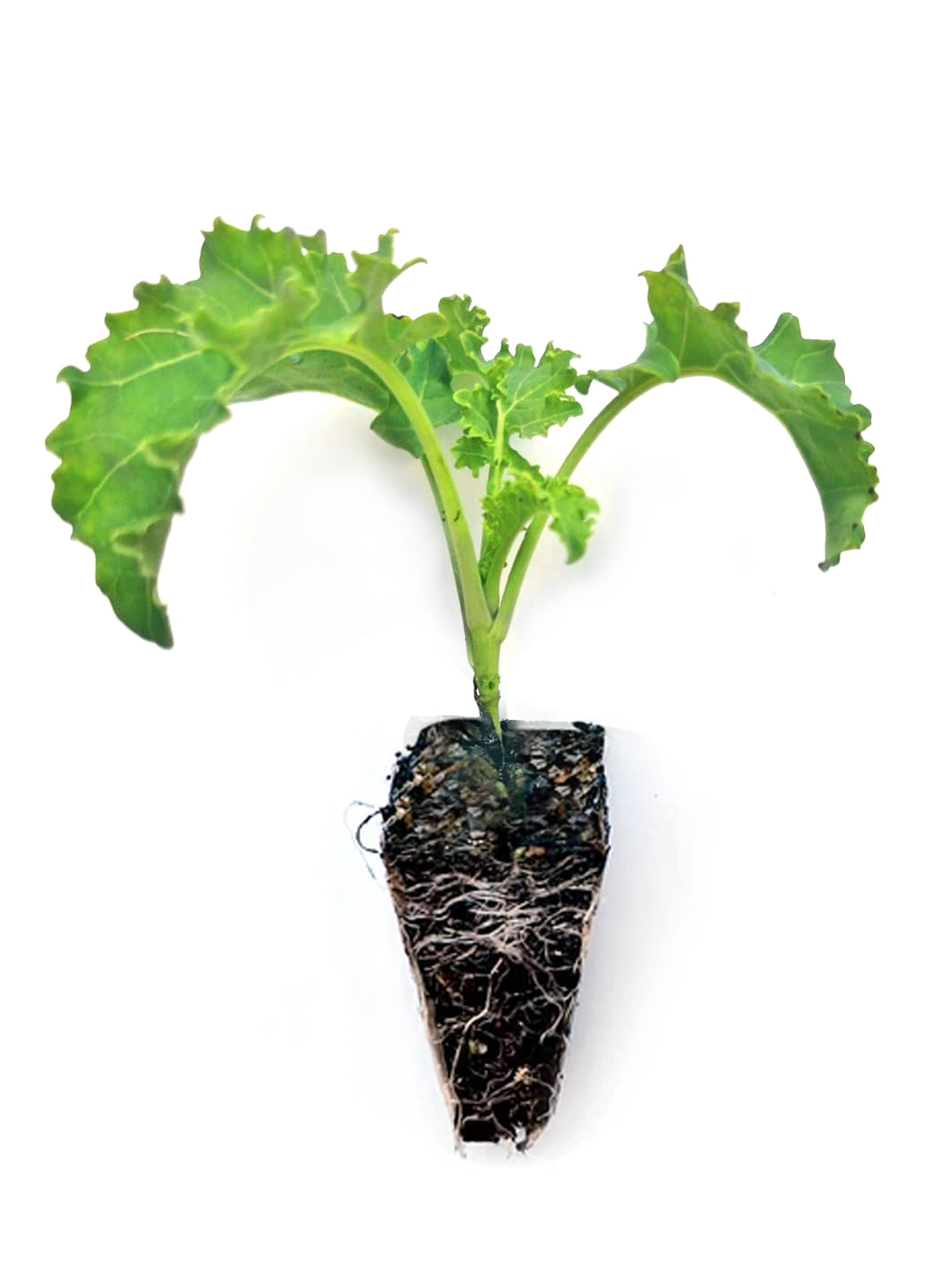 Kale Seedlings