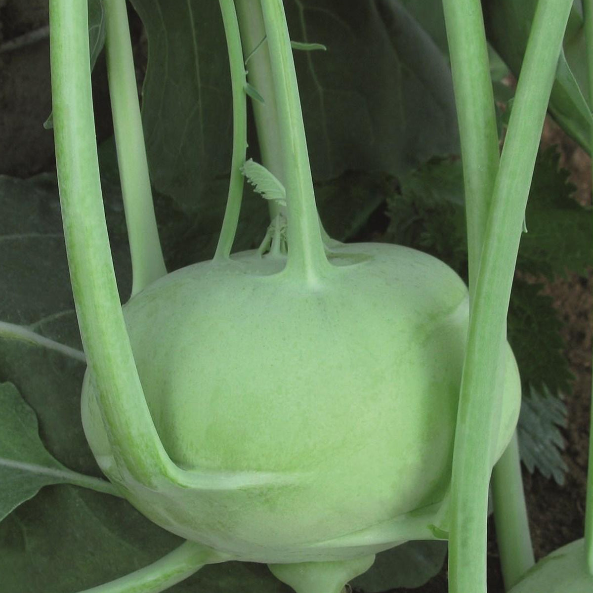 Kohlrabi