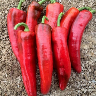 Red Bullhorn (Sweet) Seedlings