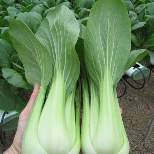 Bok Choy / Pak Choi Seedlings