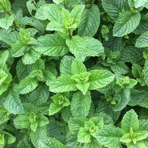 Mint Seedlings