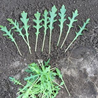 Wild Rocket Seedlings