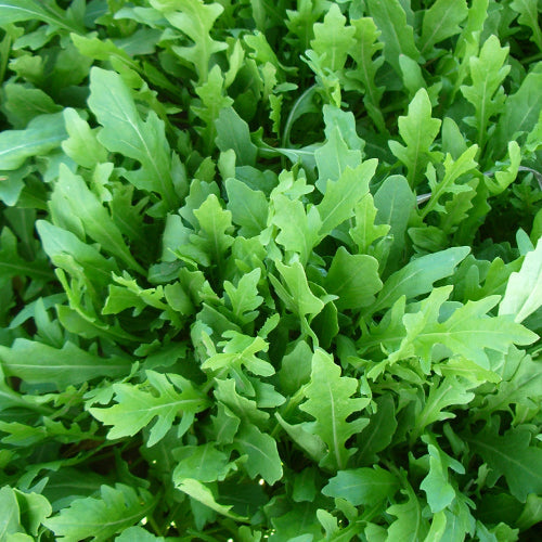 Wild Rocket Seedlings