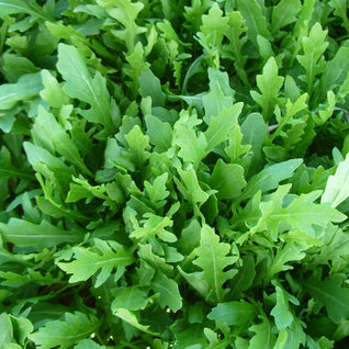 Wild Rocket Seedlings