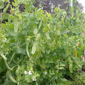 Snow Pea Seedlings